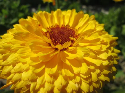 万寿菊,花,花园,植物,花,花园,植物,自然,黄色 万寿菊,花,花园,植物,花,花园,植物,自然,黄色