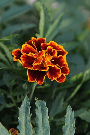 选择性，聚焦照片，康乃馨花，开花，花，野花，开花，花园