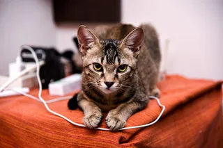 菲菲猫棕色蓬松可爱动物宠物会员