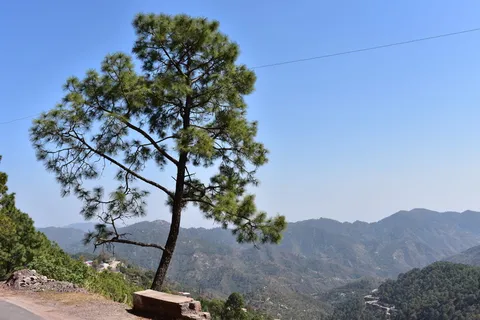 自然、树木、绿色、山脉、丘陵、上坡、植物、山脉