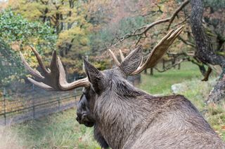 瑞典，哥德堡，巴恩斯动物园，麋鹿，鹿角，驼鹿，动物，一种动物