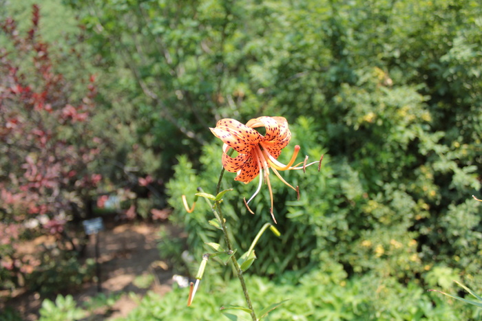 橙花，花，植物园，丹佛，植物，生长，开花植物，自然之美