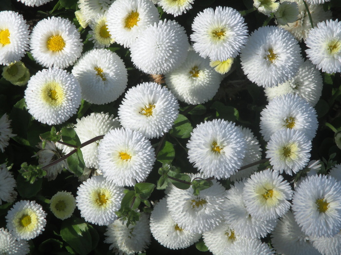 Gartenbuerteli，花朵，白色，黄色，bellis哲学，复合材料，春天，花朵