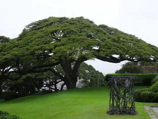 rain tree，samanea saman，tree，含羞草，夏威夷，公园，檀香山，博物馆