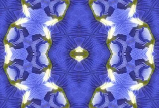 为对称而渲染的花的照片处理