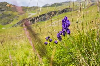 蓝附子、乌头、哈南符、哈能符、僧帽、渔帽、骑马帽、礼帽