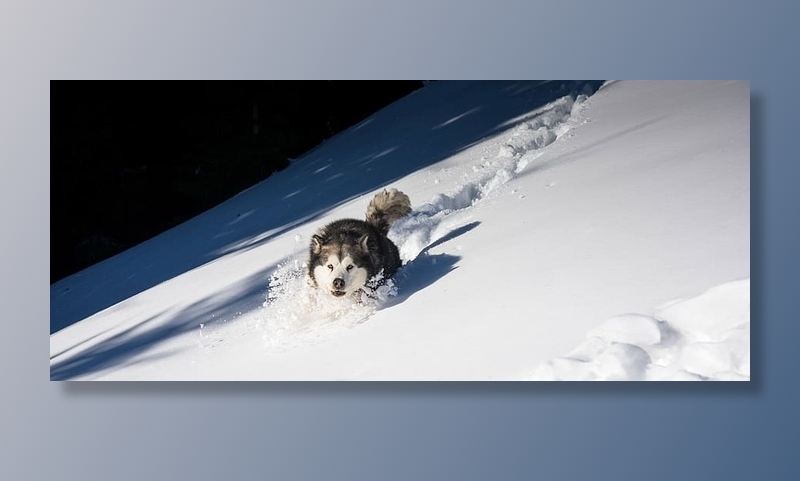 动物摄影，寒冷，刺骨，霜冻，霜冻，冰冻，冰，冰