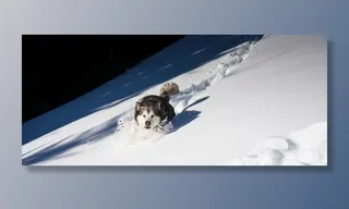 动物摄影，寒冷，刺骨，霜冻，霜冻，冰冻，冰，冰