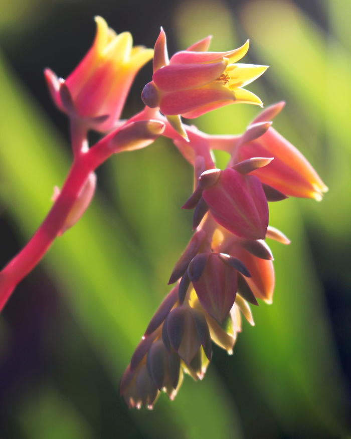 echeveria，花朵，钟形，粉色，黄色，肉质植物，自然，花朵