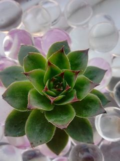 摄影,照片,植物,肉质,绿色,特写,植物部分,叶 摄影,照片,植物,肉质,绿色,特写,植物部分,叶