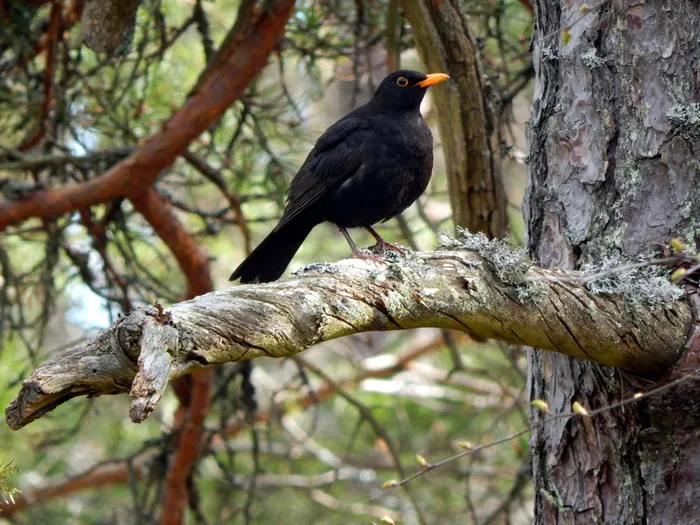 埃斯波，森林，鸟类，动物野生动物，树木，野生动物，动物主题，动物