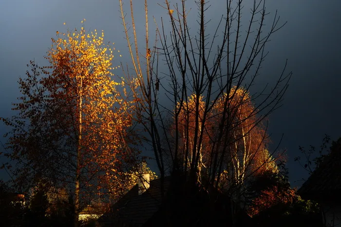 秋天，树叶，树木，太阳，秋天，秋天的树叶，心情，忧郁，lichtspiel