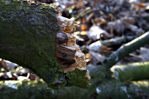 破碎的桶,破碎的树,旧的,破碎的,自然的,在法庭上的,树,植物 破碎的桶,破碎的树,旧的,破碎的,自然的,在法庭上的,树,植物