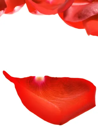 con2011，花，新鲜，礼物，隔离，踏板，花瓣，照片