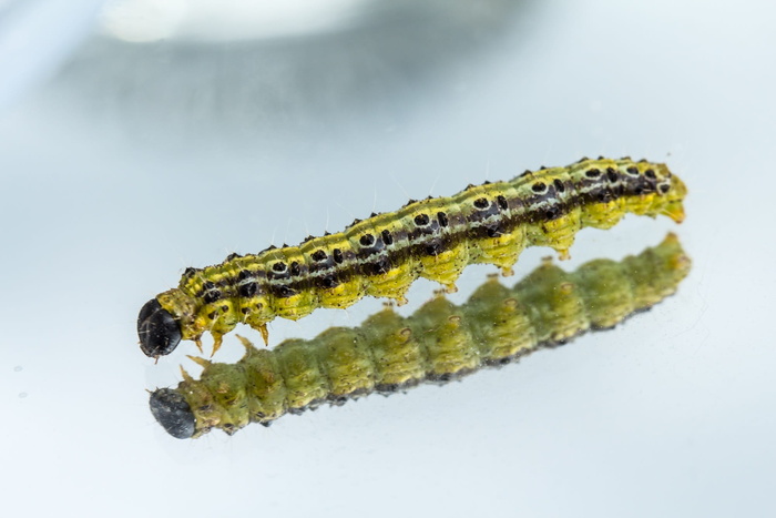 毛虫，蛀虫，书，黄杨木，黄杨木蛀虫，螟虫科，害虫，一种动物