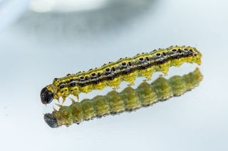 毛虫，蛀虫，书，黄杨木，黄杨木蛀虫，螟虫科，害虫，一种动物