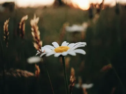 开花,开花,模糊,特写,颜色,颜色,雏菊,精致 开花,开花,模糊,特写,颜色,颜色,雏菊,精致