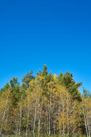 秋天，季节，风景，自然，美丽，背景，户外，枯叶