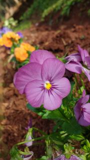 花朵、泥土、基础、caara、蜂窝、可爱、自然、花园