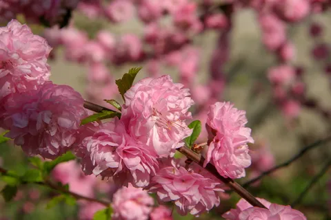 粉红色,花,自然,花,春天,植物,花瓣,宏观 粉红色,花,自然,花,春天,植物,花瓣,宏观