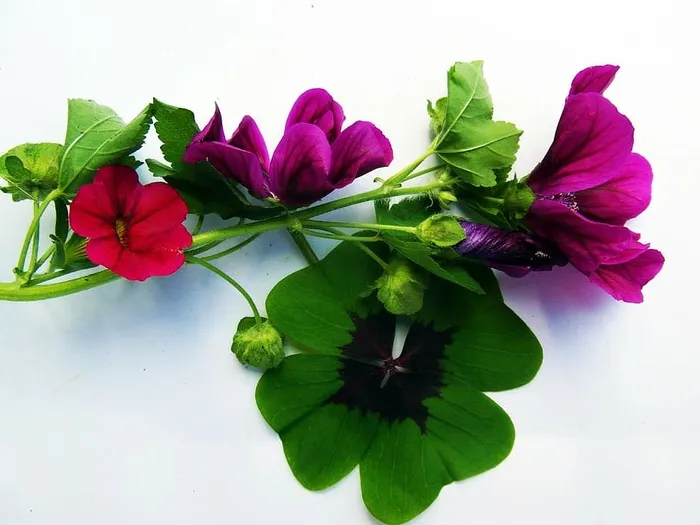 粉色，红色，花朵，四叶三叶草，幸运，秋天的装饰，秋天的装饰