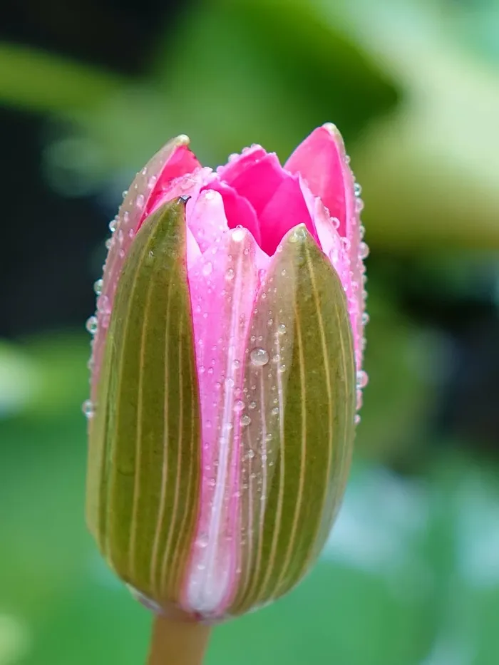 精选，摄影，粉色，花蕾，莲花，花蕾，谢，露珠