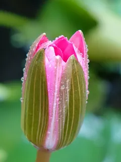 精选，摄影，粉色，花蕾，莲花，花蕾，谢，露珠