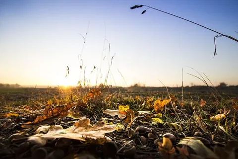 光，黎明，风景，自然，枯叶，黄昏，秋天，田野