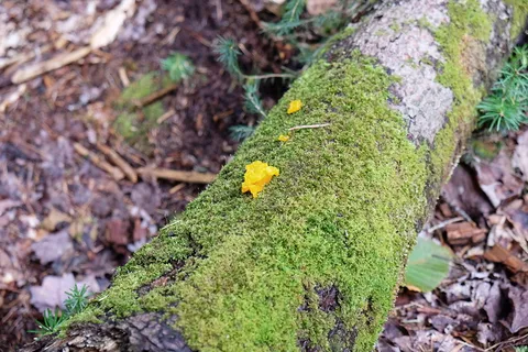 树木,苔藓,森林,森林,自然,绿色,生长,植物 树木,苔藓,森林,森林,自然,绿色,生长,植物