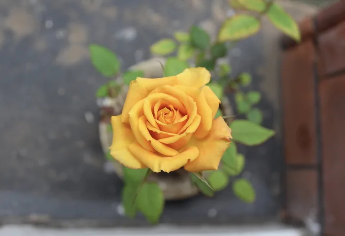 玫瑰，玫瑰，黄色，花，花卉，浪漫，花瓣，植物