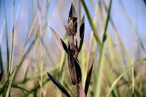 草，草，叶子，halme，枯萎，干燥，植物，生长