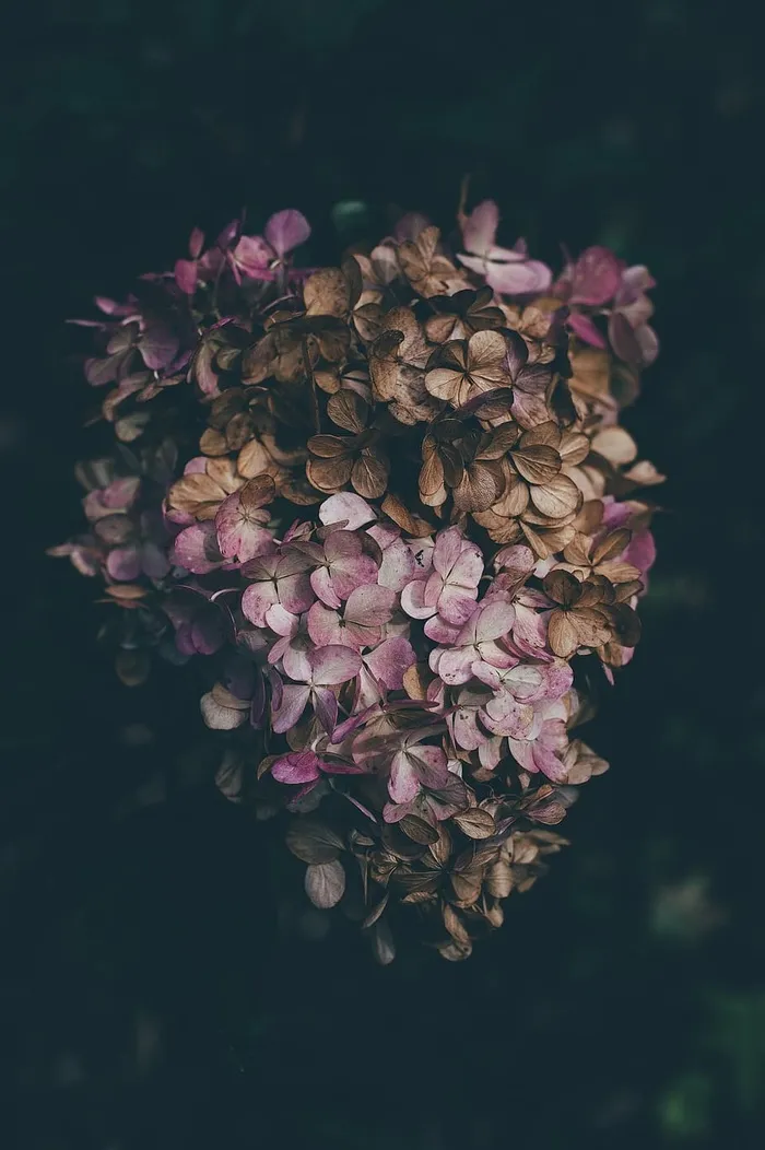 棕色，粉色，花瓣状花朵，紫色，花朵，花瓣，深色，植物