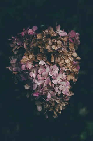 棕色，粉色，花瓣状花朵，紫色，花朵，花瓣，深色，植物