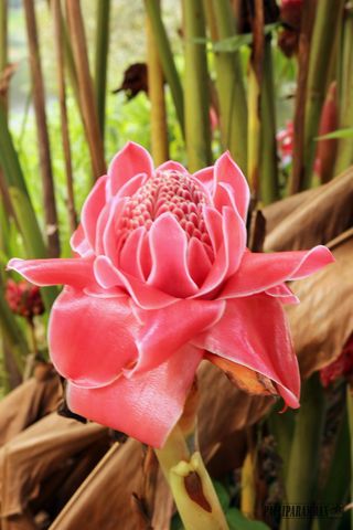 粉色变形花的选择性聚焦摄影