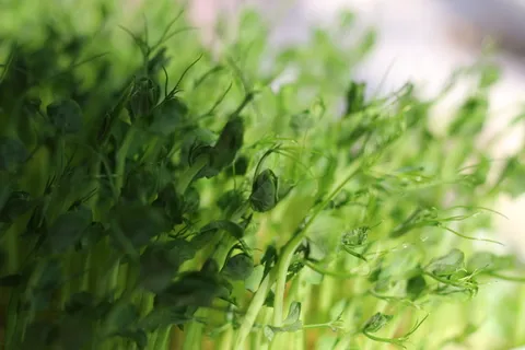 绿叶植物,植物,花盆,植物,花瓶,草药,罐子,陶器 绿叶植物,植物,花盆,植物,花瓶,草药,罐子,陶器