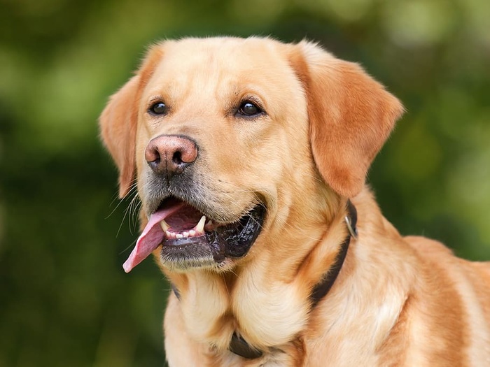 黄色，拉布拉多猎犬，特写，照片，黄色拉布拉多猎犬，特写，狗，拉布拉多