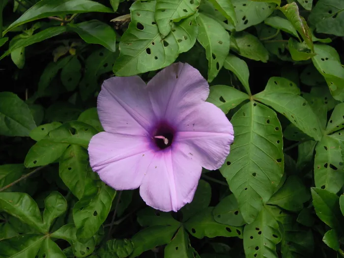 甘薯、牵牛花、紫色、台北、植物、新鲜度、花朵、脆弱性