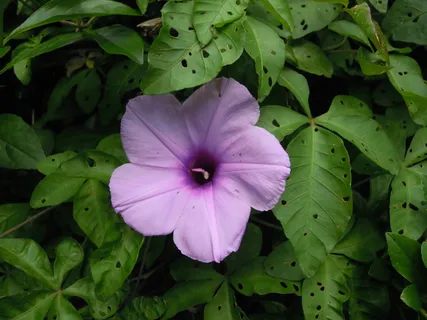 甘薯、牵牛花、紫色、台北、植物、新鲜度、花朵、脆弱性 甘薯、牵牛花、紫色、台北、植物、新鲜度、花朵、脆弱性