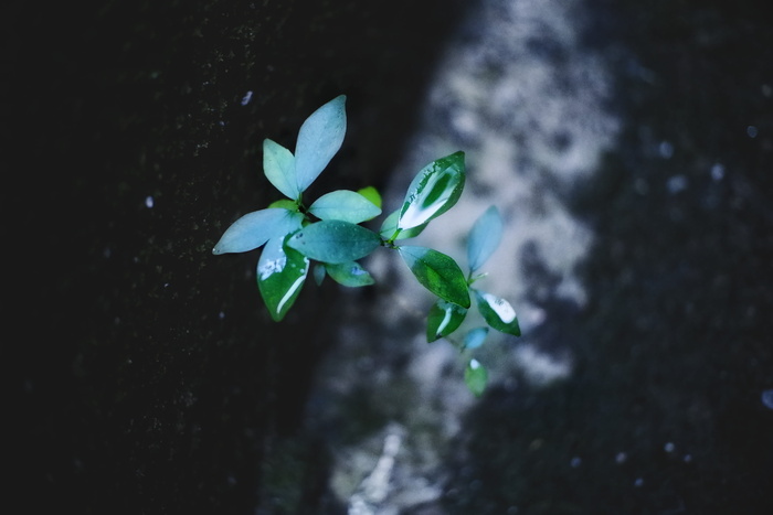 绿叶植物