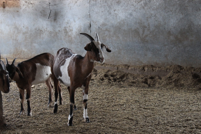 加拿大，kelowna，carmelis山羊奶酪，动物，最小，混凝土地板，超现代，山羊