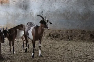 加拿大，kelowna，carmelis山羊奶酪，动物，最小，混凝土地板，超现代，山羊