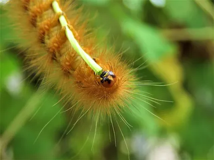 毛虫、虫子、昆虫、动物群、自然、植物、绒毛、毛发 毛虫、虫子、昆虫、动物群、自然、植物、绒毛、毛发