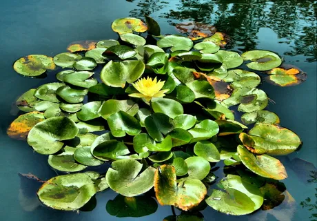 黄色,荷花,池塘,睡莲,漂浮,水生,树叶,异国情调 黄色,荷花,池塘,睡莲,漂浮,水生,树叶,异国情调