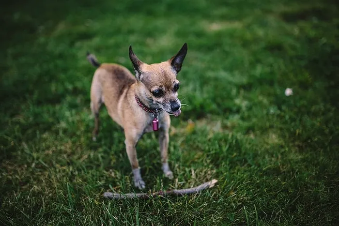 草地上的小狗