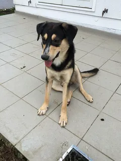 混种狗,狗,匈牙利人,宠物,动物,一种动物,家养,家养动物 混种狗,狗,匈牙利人,宠物,动物,一种动物,家养,家养动物