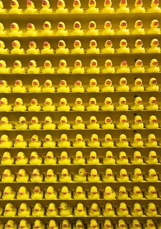 美国，芝加哥，橡胶鸭，橡胶鸭，颜色，鸭子，橙色，排