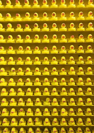 美国，芝加哥，橡胶鸭，橡胶鸭，颜色，鸭子，橙色，排