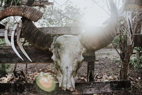 特写摄影中带角的白色动物头骨