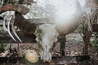 特写摄影中带角的白色动物头骨