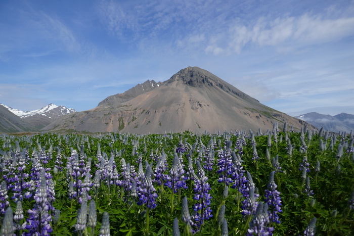 白天山附近的薰衣草地